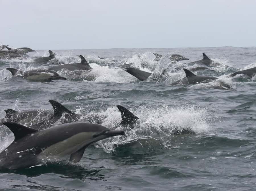 Plettenberg Bay: Whale Watching Boat Cruise - Key points to know before booking