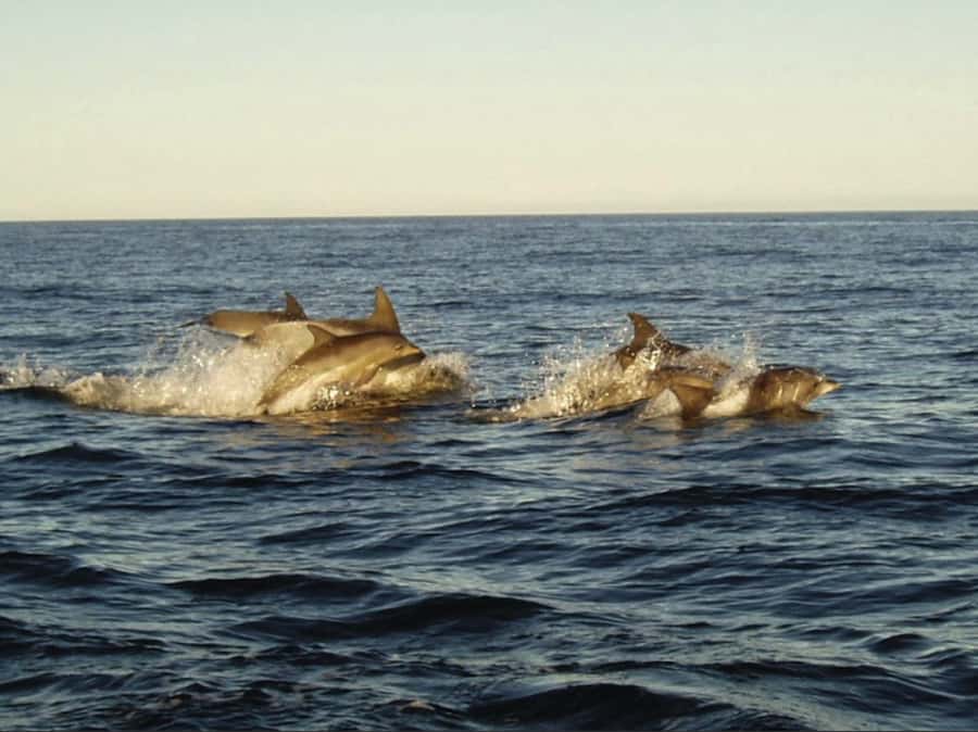 Plettenberg Bay: Whale Watching Boat Cruise - Dolphins and seals can save a whale-free day