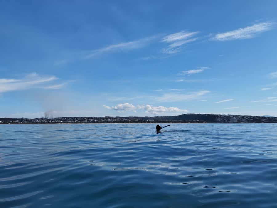 Plettenberg Bay: Whale Watching Boat Cruise - Why morning departures make more sense