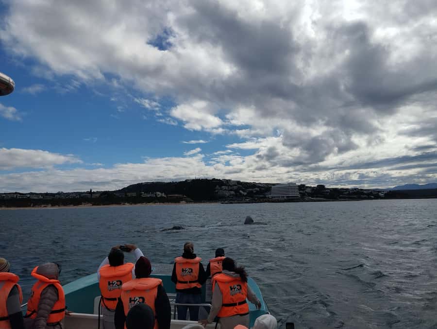 Plettenberg Bay: Whale Watching Boat Cruise - The price and what you actually get
