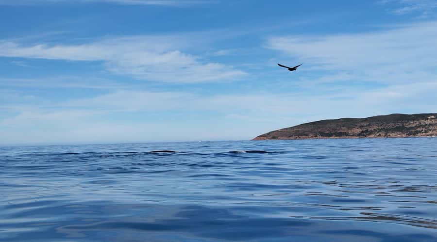 Plettenberg Bay: Whale Watching Boat Cruise - Should you book Ocean Safaris Garden Route?
