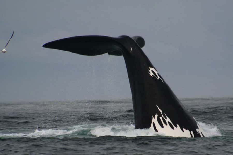 Plettenberg Bay: Whale Watching Boat Cruise - Two hours along Plettenberg Bay’s whale coast