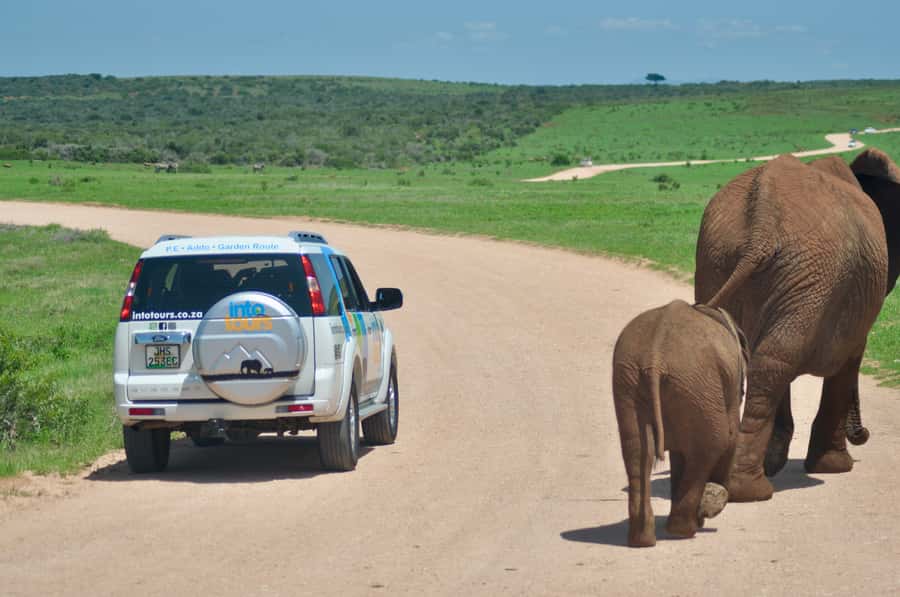 Port Elizabeth: Addo Elephant Park All-Inclusive Day Safari - Should you book this Into Tours day?