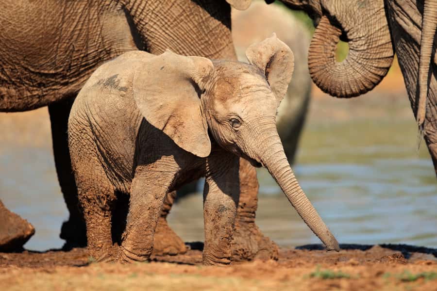 Port Elizabeth: Addo Elephant Park All-Inclusive Day Safari - Why Addo is such a good day trip from Port Elizabeth