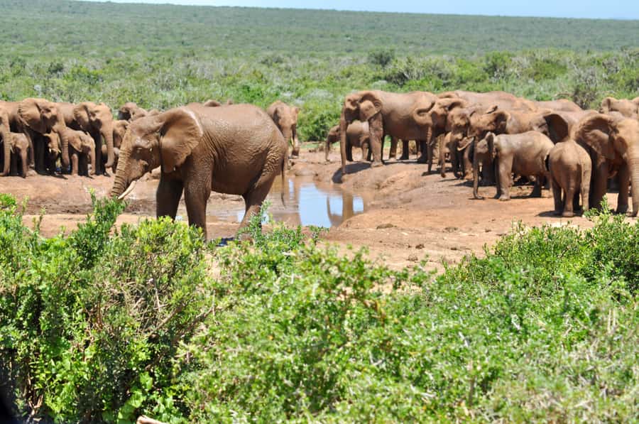 Port Elizabeth: Addo Elephant Park All-Inclusive Day Safari - Three hours of morning game viewing