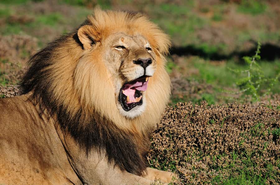 Port Elizabeth: Addo Elephant Park All-Inclusive Day Safari - The enclosed minivan: comfort with a tradeoff