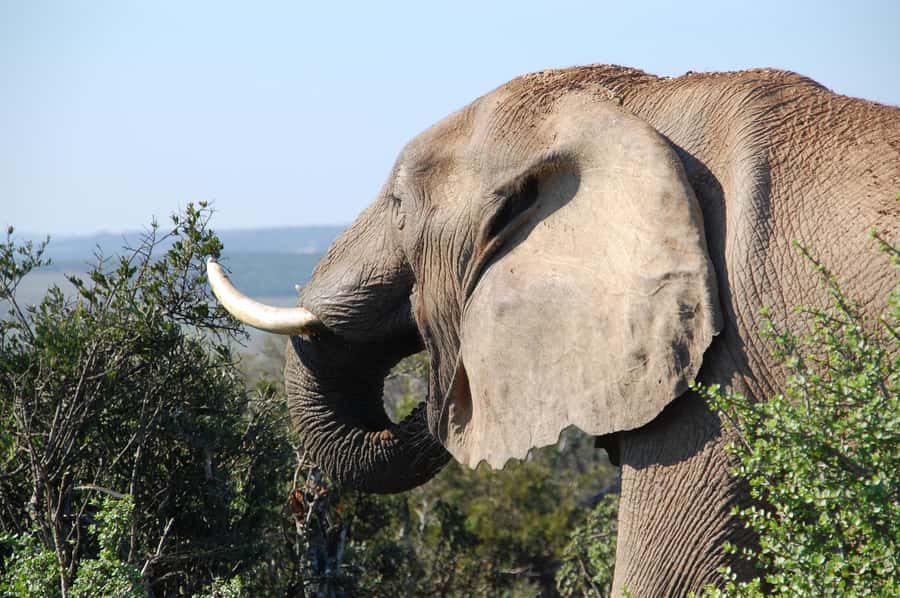 Port Elizabeth: Addo Elephant Park All-Inclusive Day Safari - One hour for lunch, views, and a short pause