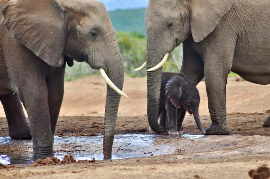 Port Elizabeth: Addo Elephant Park All-Inclusive Day Safari - The afternoon drive and the search for more