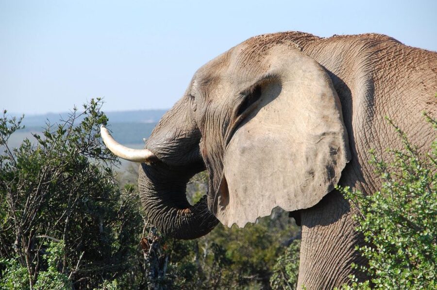 Port Elizabeth: Addo Elephant Park All-Inclusive Day Safari - What $176 includes, and where the value lies