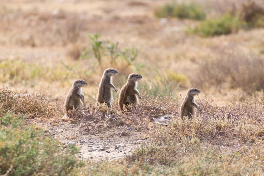 Port Elizabeth: Addo Elephant Park All-Inclusive Day Safari - Who will enjoy this Addo safari most
