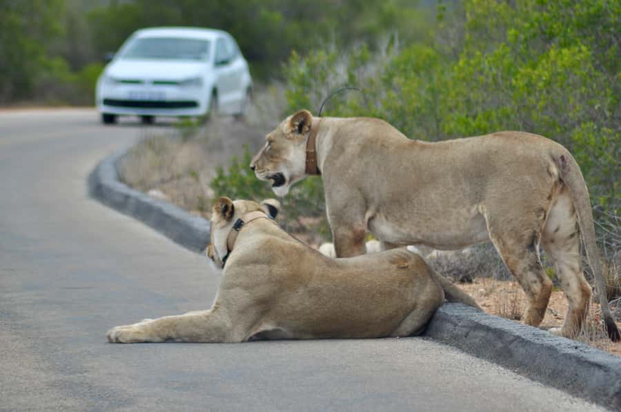 Port Elizabeth: Addo Elephant Park All-Inclusive Day Safari - Morning pickup from eight Port Elizabeth areas