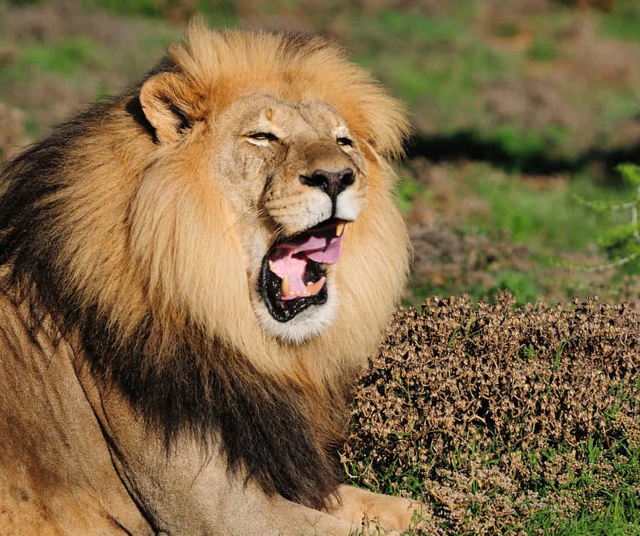 Port Elizabeth: Addo Elephant Park Shore Excursion with BBQ - Practical details for your day