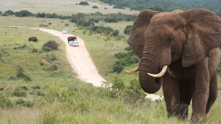 Port Elizabeth: Addo Elephant Park Shore Excursion with BBQ - A smooth start at Mathloweni Gate