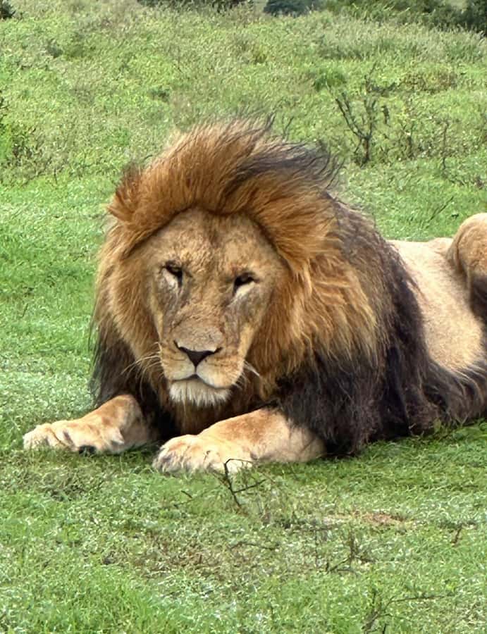 Port Elizabeth: Schotia Game Reserve Safari with Port Pickup - Key points to know before you book