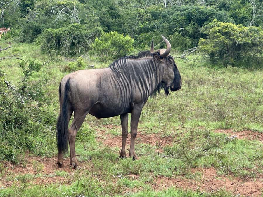 Port Elizabeth: Schotia Game Reserve Safari with Port Pickup - What you may see beyond the Big 5