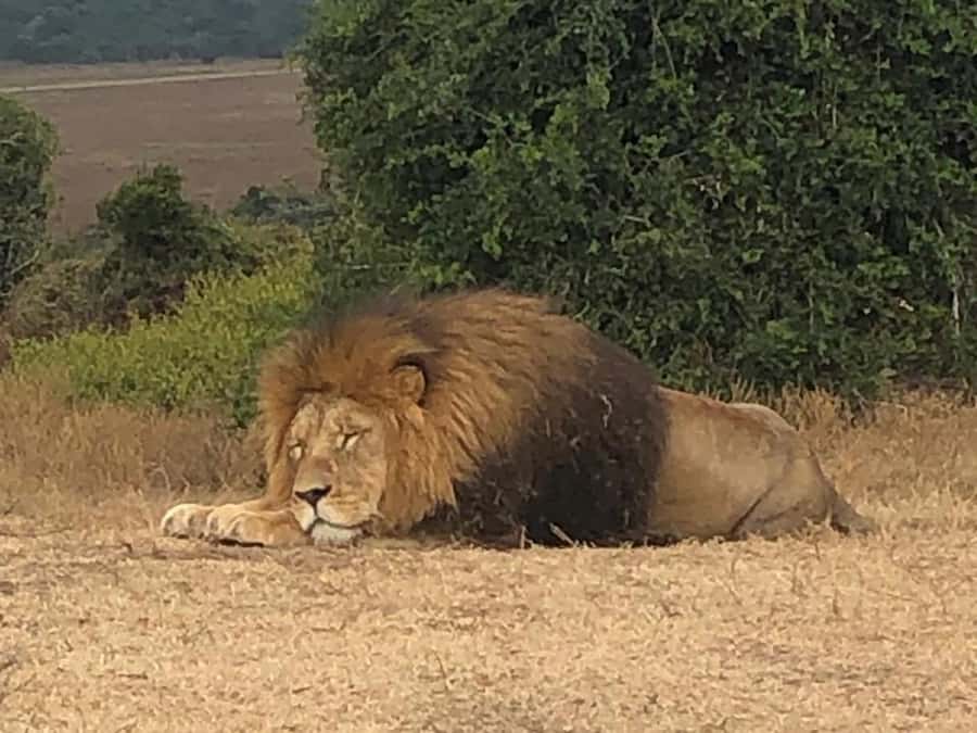 Port Elizabeth: Schotia Game Reserve Safari with Port Pickup - Snacks, drinks, and the lunch stop
