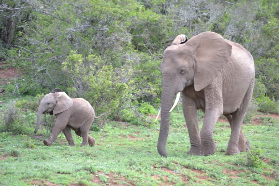 Port Elizabeth: Schotia Game Reserve Safari with Port Pickup - How the timing works for a port visit