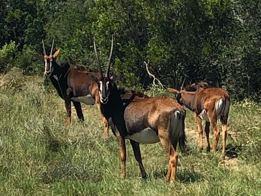 Port Elizabeth: Schotia Game Reserve Safari with Port Pickup - Is $233 good value?