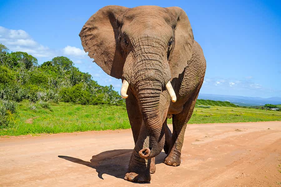 Port Elizabeth: Schotia Game Reserve Safari with Port Pickup - Five hours of wildlife searching in an open 4x4