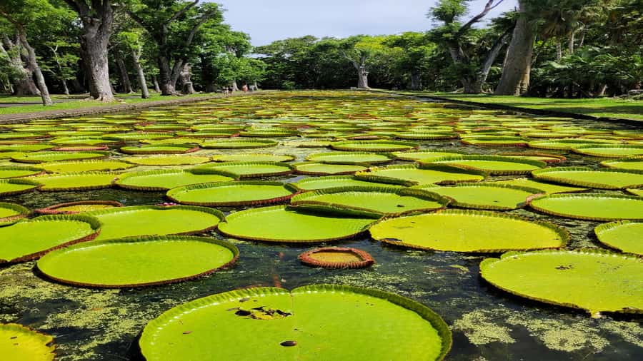 Port Louis Market, Botanical Garden -Northern Mauritius Tour - Port Louis Market, where Mauritius gets loud and real
