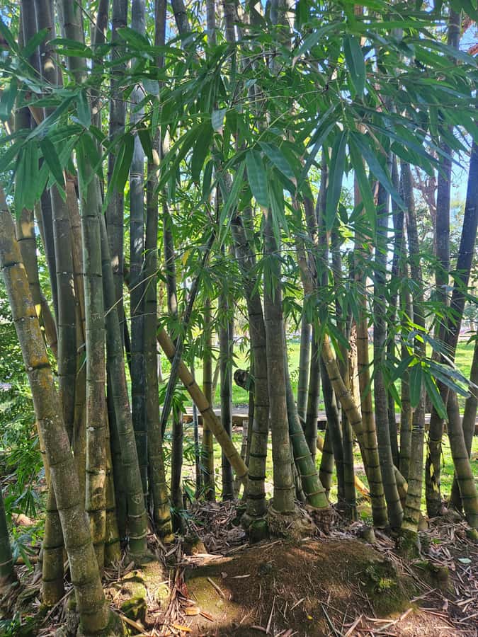 Port Louis: Mont Choisy, Botanical Garden, and Church Tour - Should you book this northern Mauritius tour?