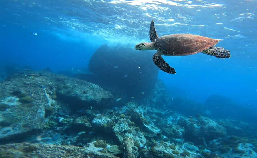 Praslin: Curieuse & St-Pierre Boat Adventure with Snorkeling - Lunch, drinks, and the cost of keeping it simple