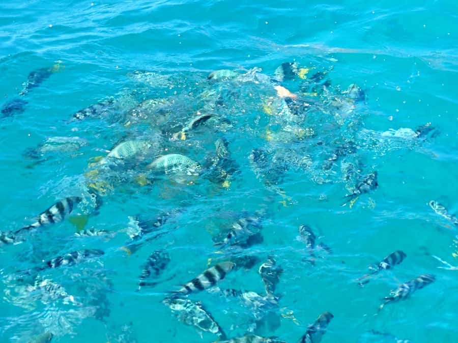 Praslin: Curieuse & St Pierre Island Day Trip with Barbecue - A Creole barbecue with enough food to count as lunch