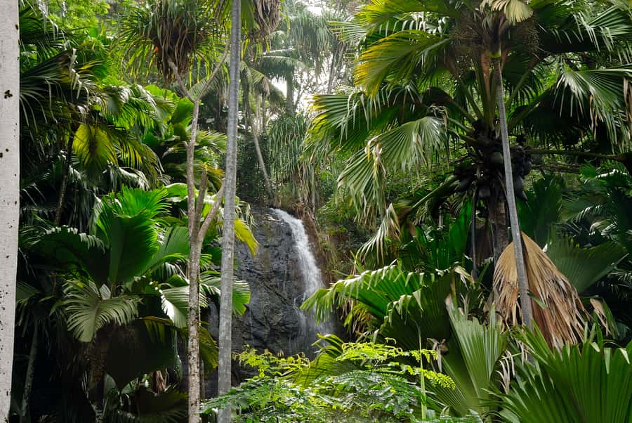 Praslin: Vallée de Mai and Anse Lazio Beach Full-day Tour - Is $76 good value?