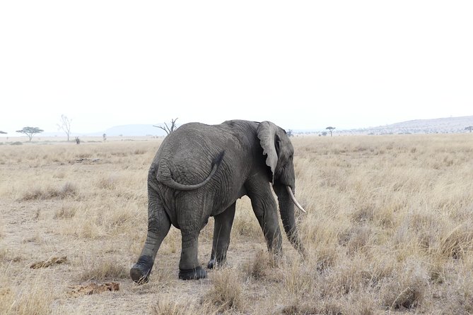 Private 6-Day Tarangire Manyara Crater and Serengeti with Mid-Range Lodges - Day 2: Tarangire is the elephant day