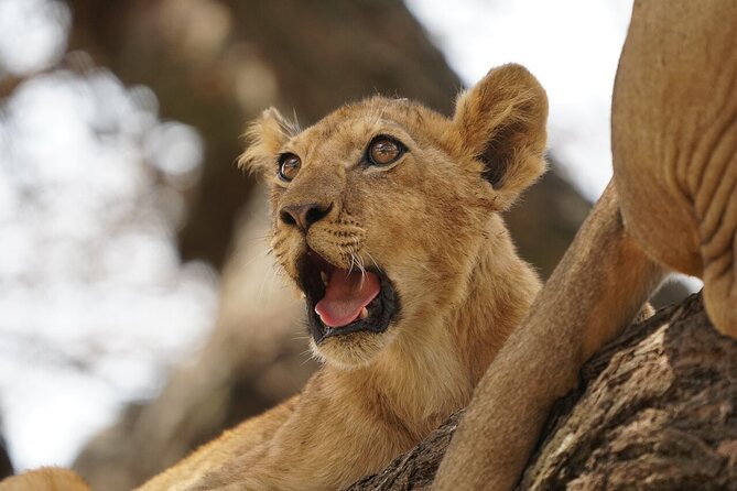 Private 6-Day Tarangire Manyara Crater and Serengeti with Mid-Range Lodges - Day 6: Lake Manyara finishes with forest and birds