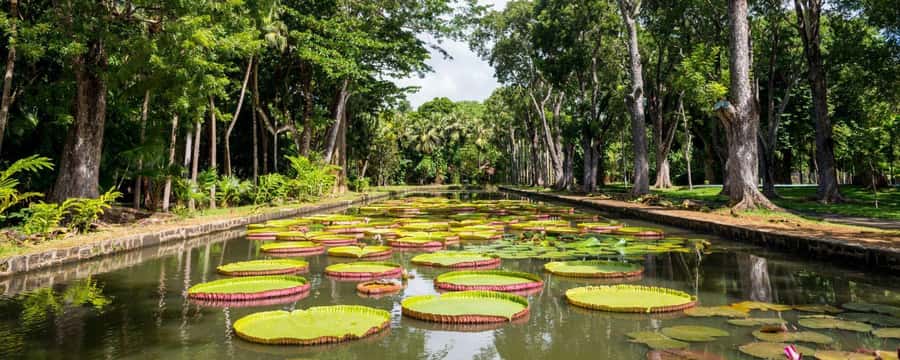 Private Full Day Tour of Port Louis and Northern - Pamplemousses Garden and its rare palms