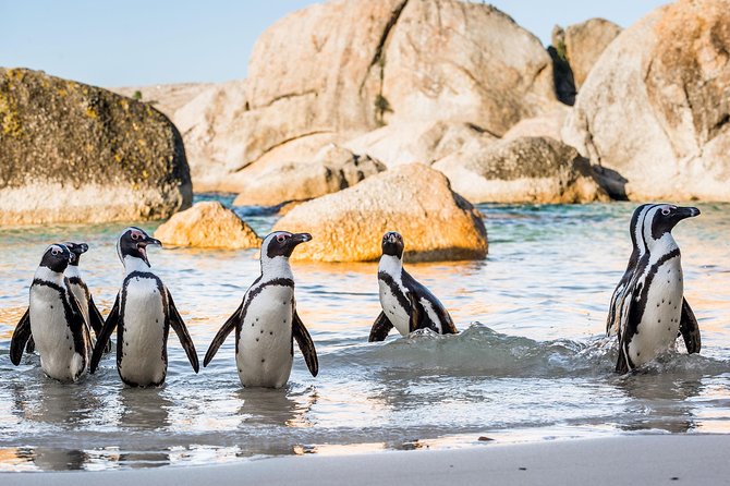 Private Tour: Cape of Good Hope and Cape Point from Cape Town - Noordhoek and Cape Point Vineyards