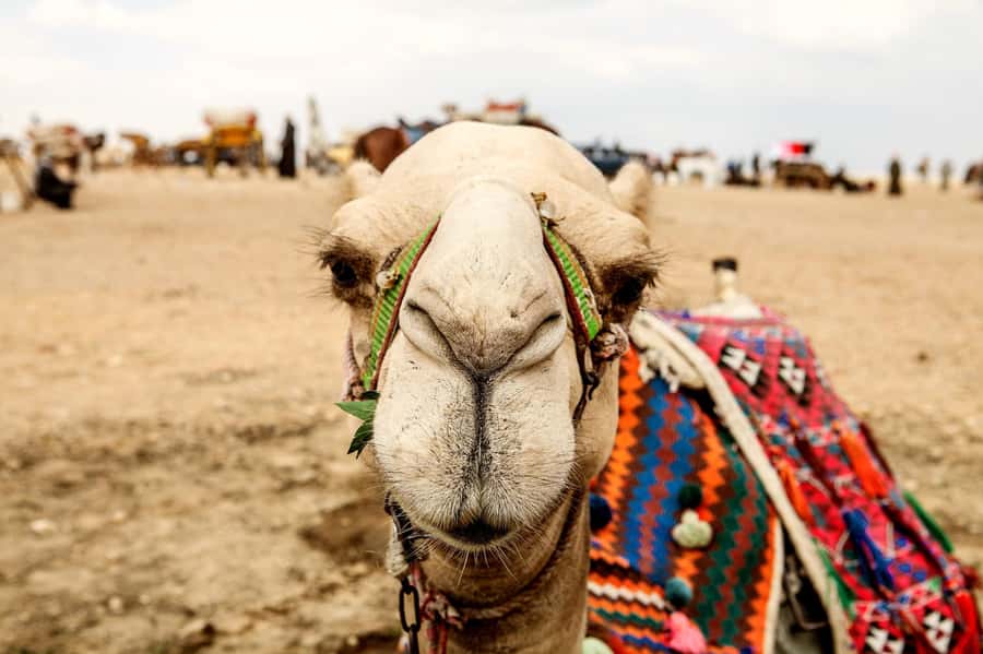 Pyramids of Giza and Great Sphinx: Private Half-Day Tour - Is four hours enough for Giza?