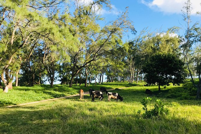 Quad Excursion South Mauritius 35km - Royal Palms Forest and La Cambuse Beach