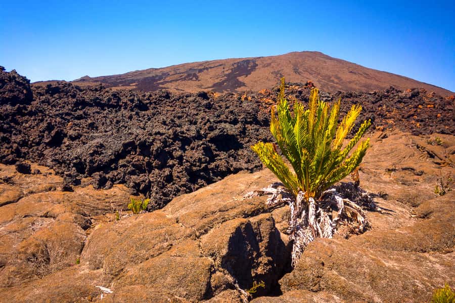 Réunion: Piton de la Fournaise Guided Volcano Hike - Weather, fitness, and practical preparation