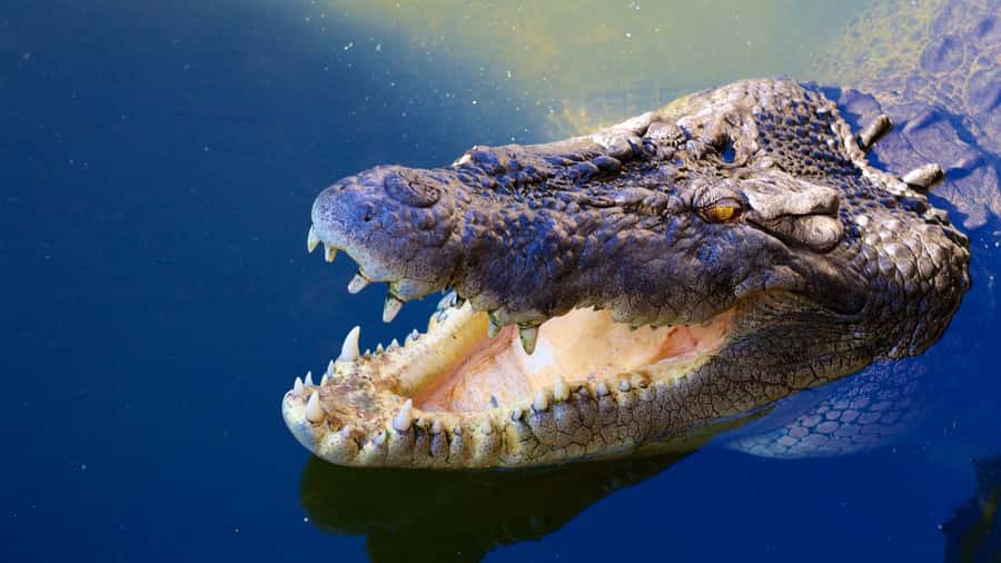 Riambel: South Tour w/ Crocodile Park & Seven Colored Earth - A packed southern Mauritius route