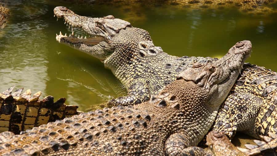 Riambel: South Tour w/ Crocodile Park & Seven Colored Earth - Chamarel’s Seven Colored Earth