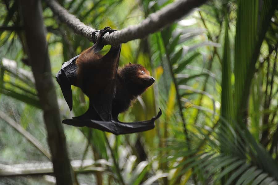 Riambel: South Tour w/ Crocodile Park & Seven Colored Earth - Trou aux Cerfs, a crater in Curepipe