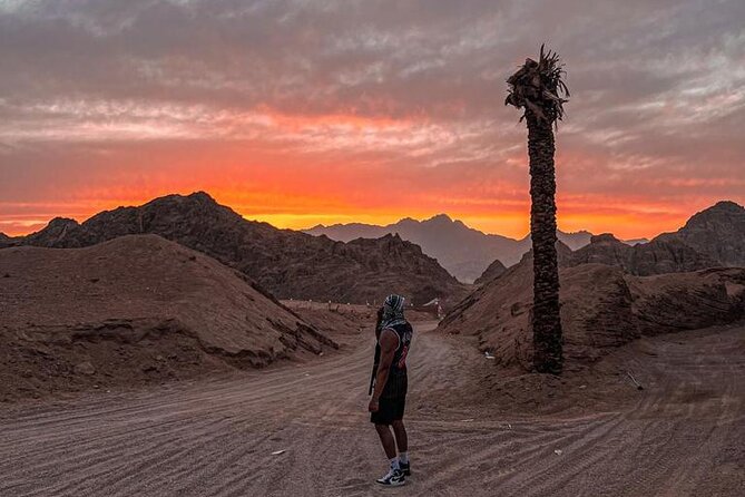 Safari 5 in 1 Quads, Camels, Show, Dinner & Star Gazing in Sharm El Sheikh - BBQ dinner, tea, and the evening show