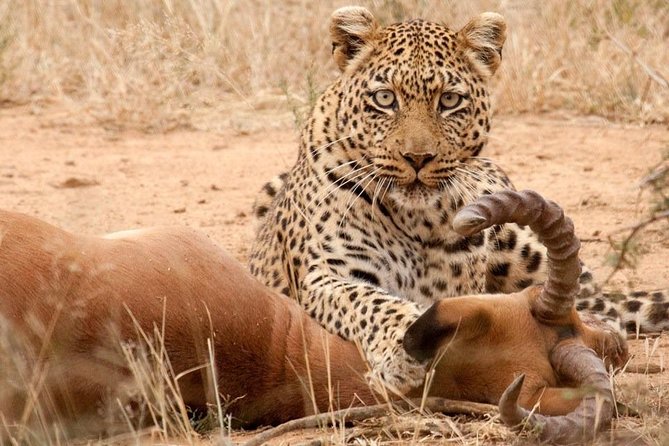 Safari Excelente y Safari lujos Tanzania - Day 1: Kilimanjaro arrival and an Arusha briefing