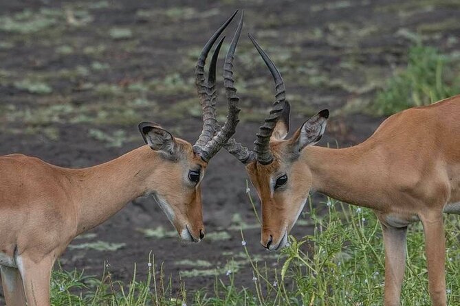 Safari Serengeti And Ngorongoro - Why this safari works as a first Tanzania trip