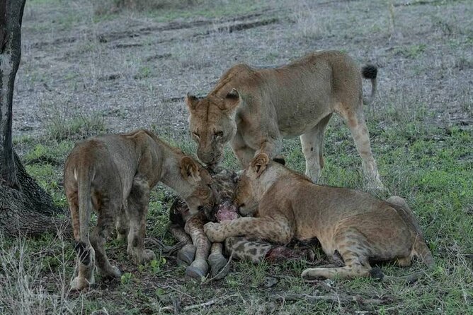 Safari Serengeti And Ngorongoro - Meals, comfort, and practical planning