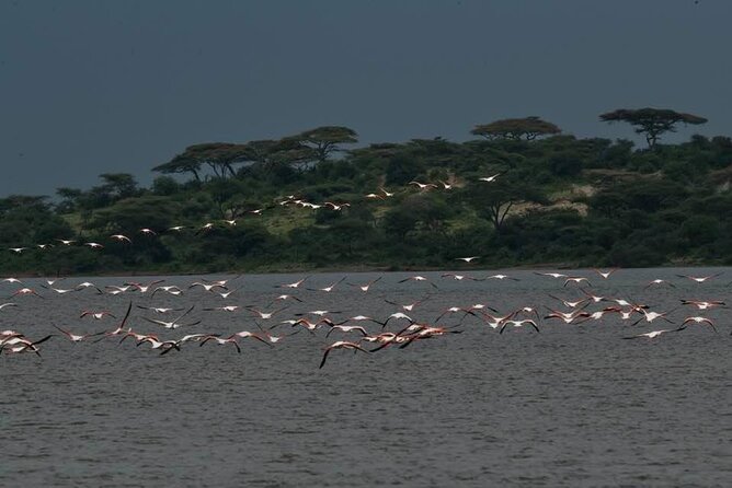 Safari Serengeti And Ngorongoro - Who should book this five-day safari