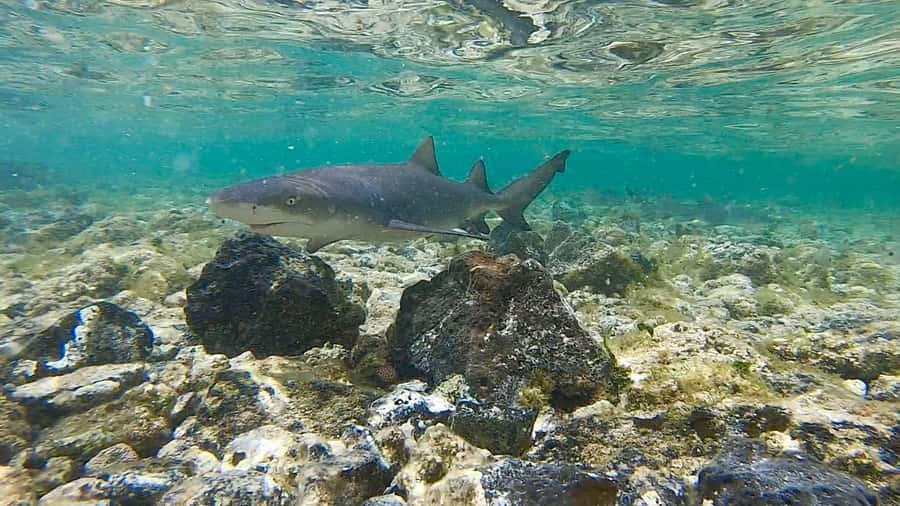 Sal: Island Experience Tour with a Certified Local Guide - Miragem and the desert’s strange water illusion
