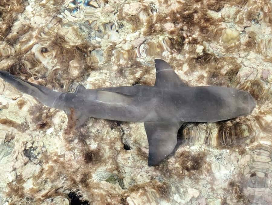 Sal Island: Guided Full-Day Highlights Tour with Lunch - Why this Sal tour works as an island introduction