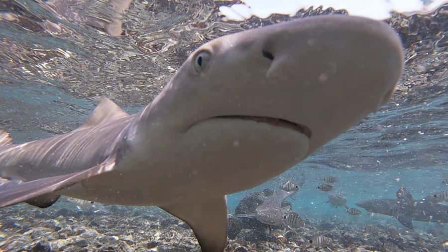 Sal Island: Shark Bay Experience from Santa Maria - Key points to know before you go