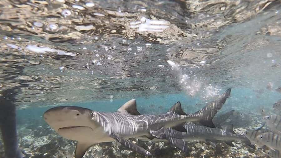 Sal Island: Shark Bay Experience from Santa Maria - What to bring and how to prepare