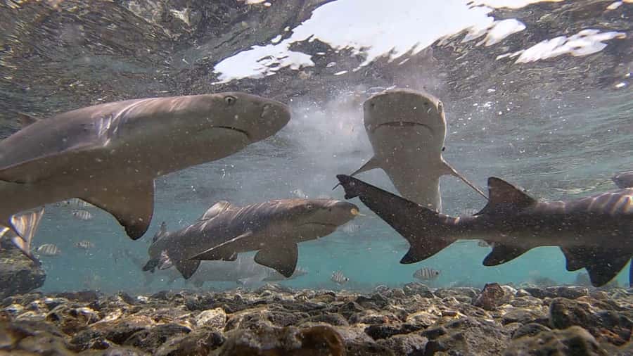 Sal Island: Shark Bay Experience from Santa Maria - Meeting Sal’s lemon sharks at Shark Bay