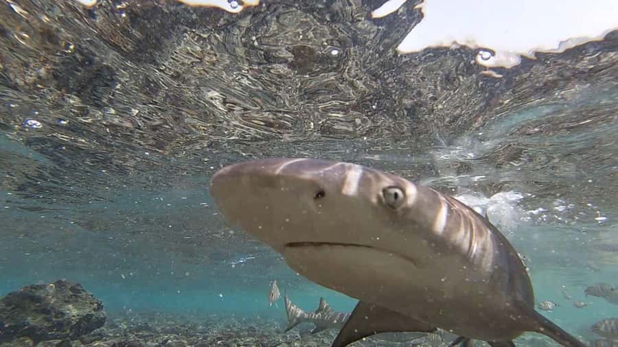Sal Island: Shark Bay Experience from Santa Maria - Walking across the rocks to the water