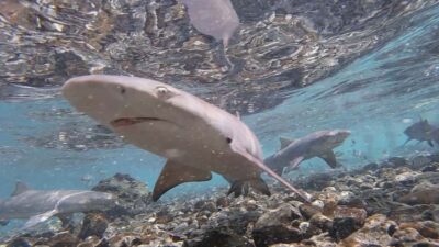 Sal Island: Shark Bay Experience from Santa Maria